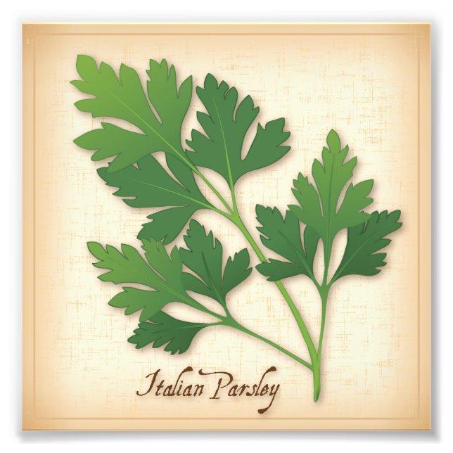 Italian Parsley Photo Print (Front)