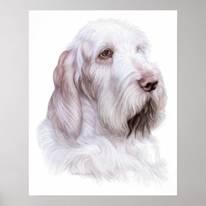 Italian Spinone Italiano Print