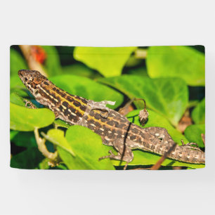 Italian wall lizard banner