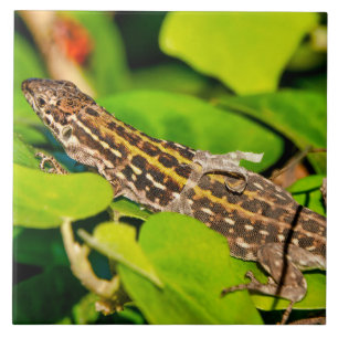 Italian wall lizard ceramic tile