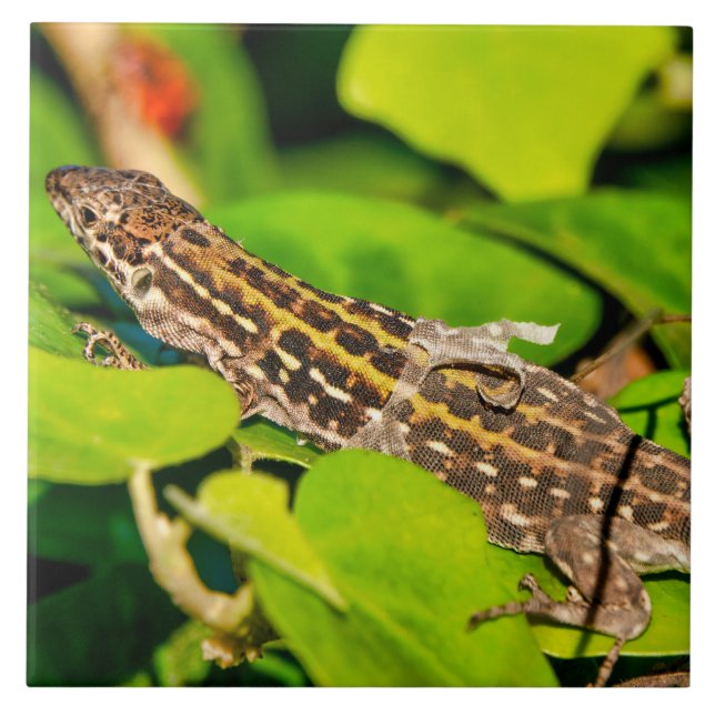 Italian wall lizard ceramic tile (Front)