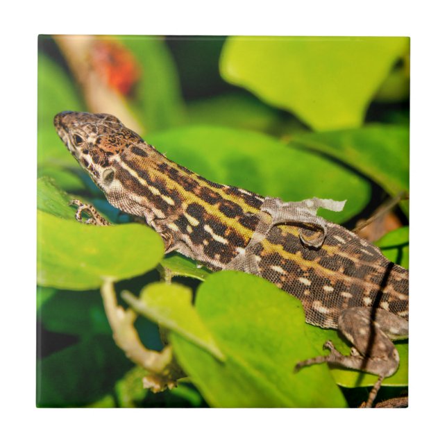 Italian wall lizard ceramic tile (Front)