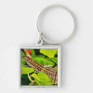 Italian wall lizard keychain