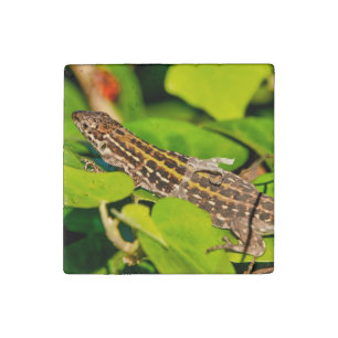 Italian wall lizard stone magnet