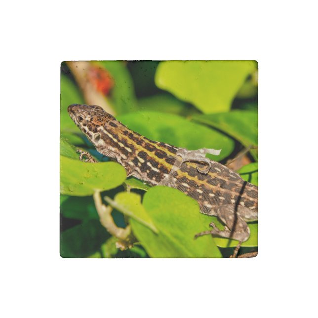 Italian wall lizard stone magnet (Front)