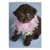 Italian Water Dog (Lagotto) Puppy (Front)