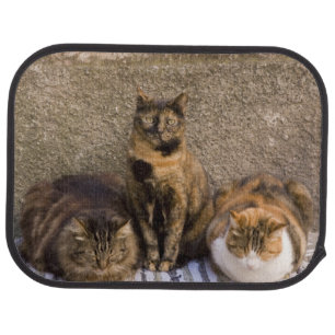 Italy, Cinque Terre, Vernazza. Three cats Car Floor Mat
