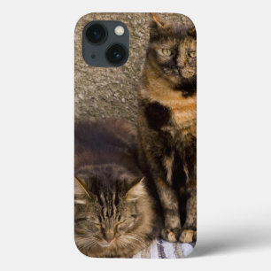 Italy, Cinque Terre, Vernazza. Three cats iPhone 13 Case