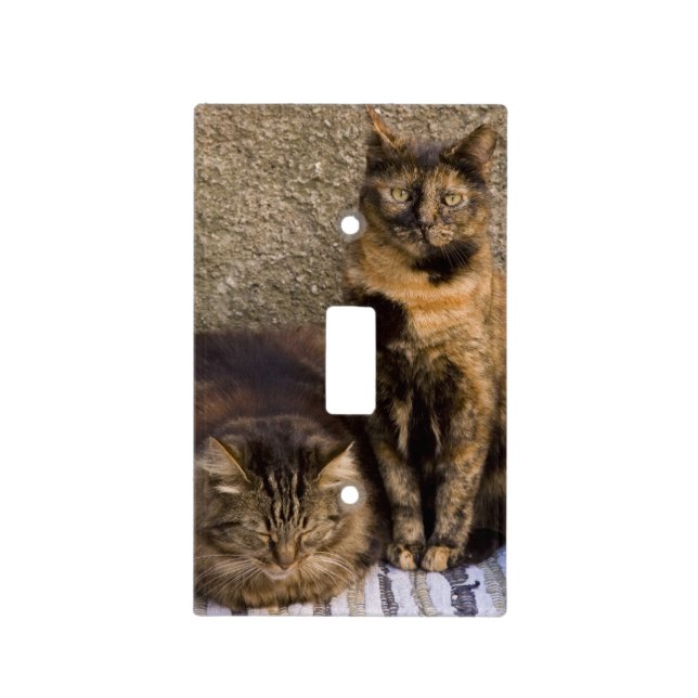 Italy, Cinque Terre, Vernazza. Three cats Light Switch Cover (Front)
