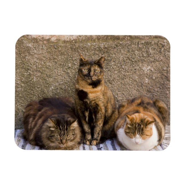 Italy, Cinque Terre, Vernazza. Three cats Magnet (Horizontal)