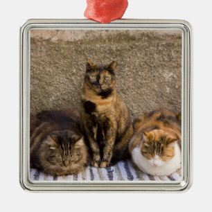 Italy, Cinque Terre, Vernazza. Three cats Metal Ornament
