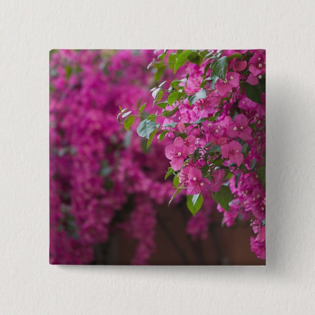 Italy, Sicily, Cefalu, Flowered Courtyard by Button (Front)