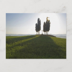 Italy, Tuscany, Cypress Trees in Tuscany with Postcard