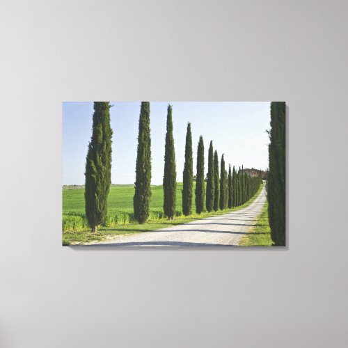 Italy Tuscany Cypress trees line driveway to Canvas Print