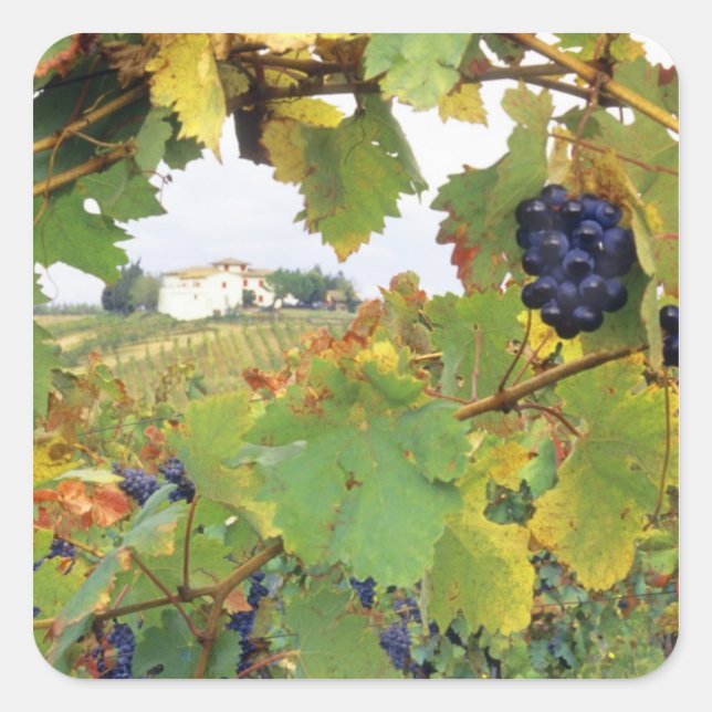 Italy, Tuscany Farmhouse viewed through Square Sticker (Front)