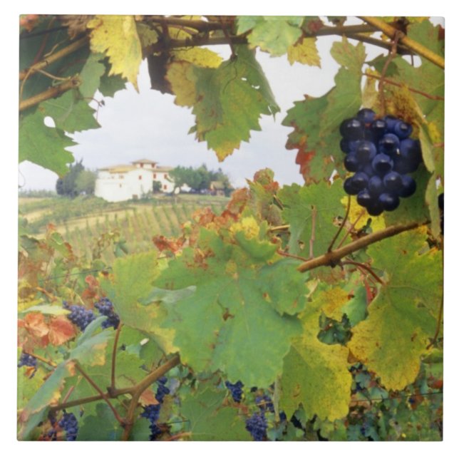 Italy, Tuscany Farmhouse viewed through Tile (Front)
