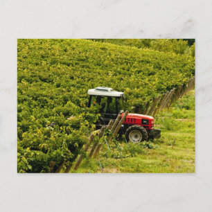 Italy, Tuscany, Greve. Pickers at work during Postcard