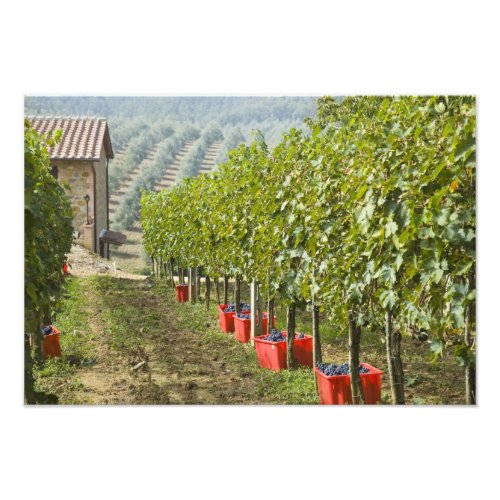 Italy Tuscany Montalcino Bins of harvested Photo Print