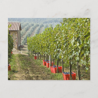 Italy, Tuscany, Montalcino. Bins of harvested Postcard