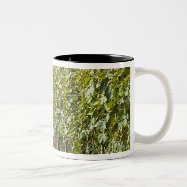 Italy, Tuscany, Montalcino. Bins of harvested Two-Tone Coffee Mug (Right)