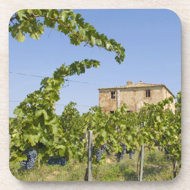 Italy, Tuscany, Montepulciano. Wine grapes ready Beverage Coaster (Front)