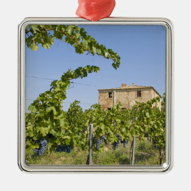 Italy, Tuscany, Montepulciano. Wine grapes ready Metal Ornament (Front)