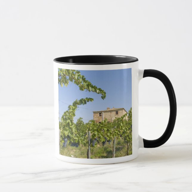 Italy, Tuscany, Montepulciano. Wine grapes ready Mug (Right)