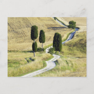 Italy, Tuscany, Pienza, Val d'Orcia, Cypress Postcard