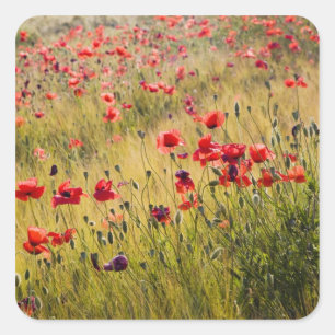 Italy, Tuscany, Poppies in Spring Wheat Field. Square Sticker