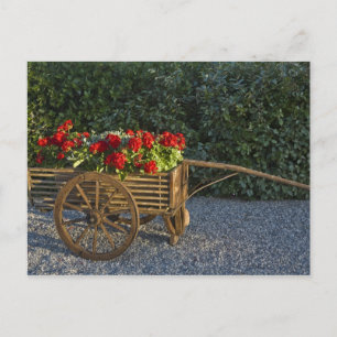 Italy, Tuscany. Red geraniums spill out of an Postcard