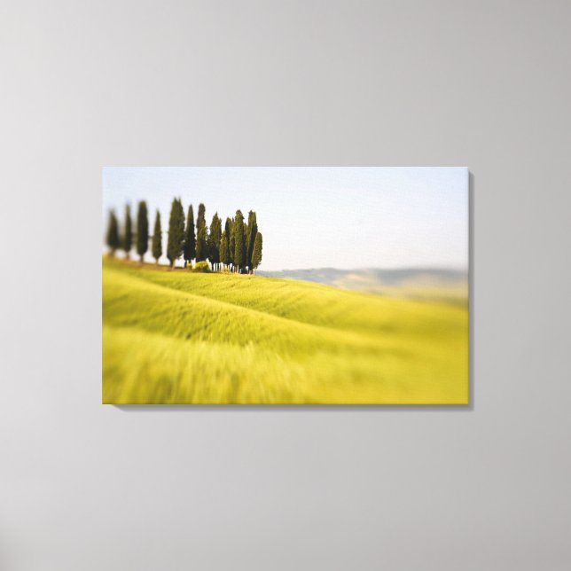 Italy Tuscany, Selective Focus Cypress Trees Canvas Print (Front)