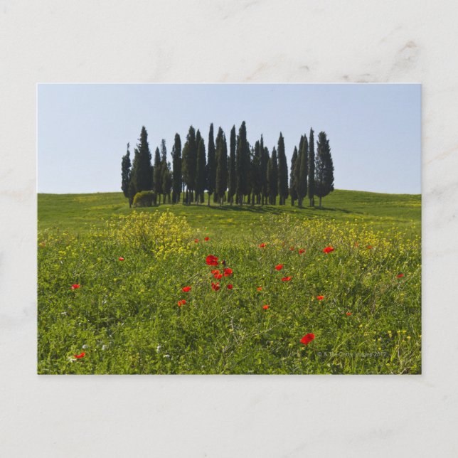 Italy, Tuscany, Val D'Orcia, Landscape Postcard (Front)