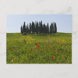 Italy, Tuscany, Val D'Orcia, Landscape Postcard