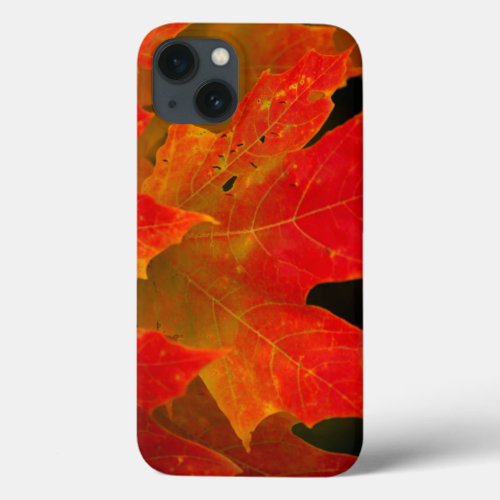 Itasca State Park Fall Colors 2 iPhone 13 Case