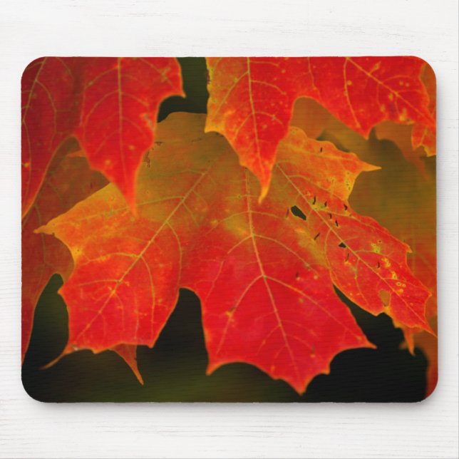 Itasca State Park, Fall Colors 2 Mouse Pad (Front)