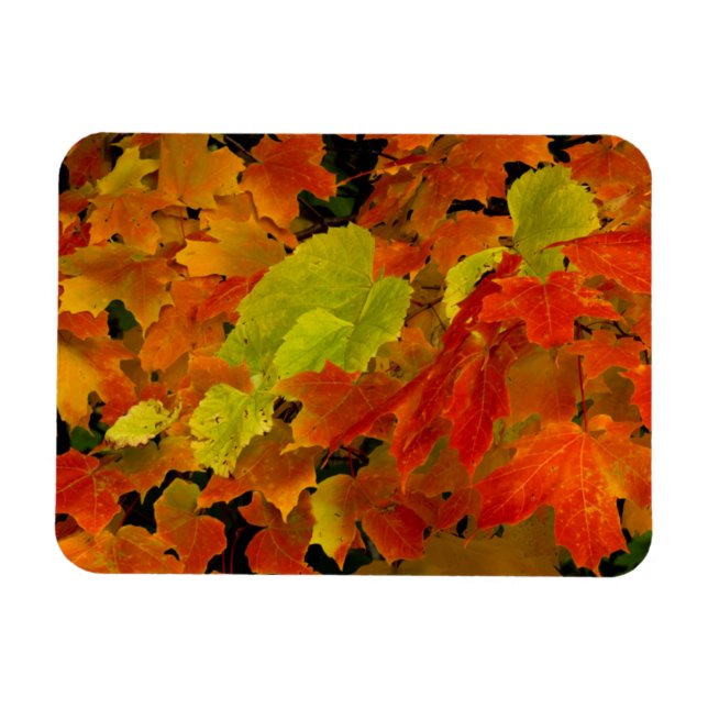 Itasca State Park, Fall Colors Magnet (Horizontal)