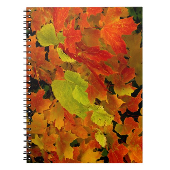 Itasca State Park, Fall Colors Notebook (Front)