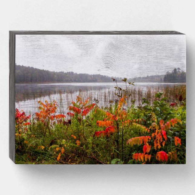 Itasca State Park | Minnesota Wooden Box Sign (Front Horizontal)