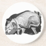 Itchy but Adorable Coaster