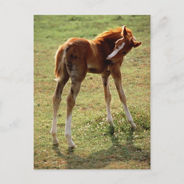 Itchy Foal Postcard (Front)