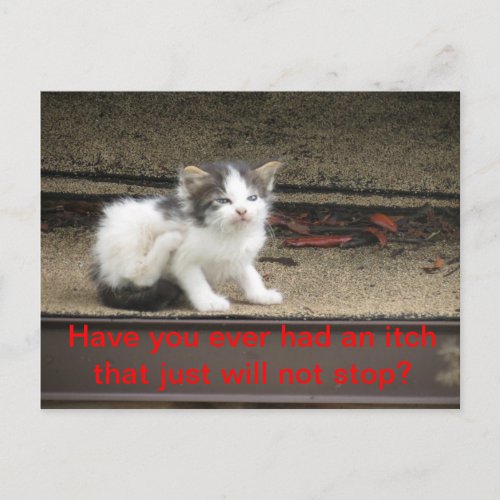 Itchy Kitten Postcard
