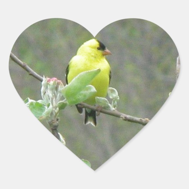 Items featuring Summer songbirds Heart Sticker (Front)