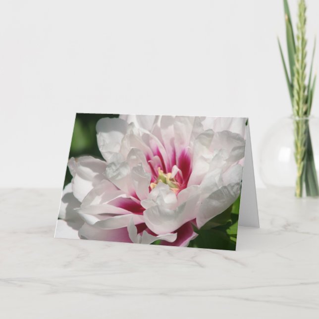 Itoh Peony "Cora Louise" Card (Front)