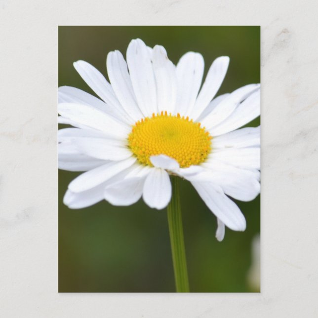 It's a Daisy Postcard (Front)