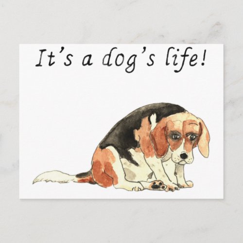 Its a dogs life Funny Cute Beagle Dog Art Slogan Postcard