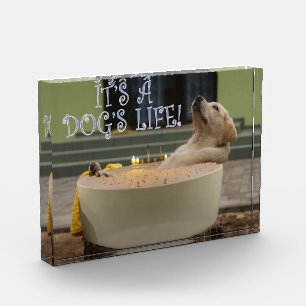 It's a dogs life photo block