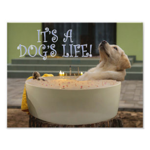It's a dogs life photo print