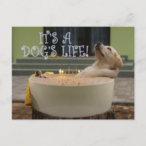 Its a dogs life postcard