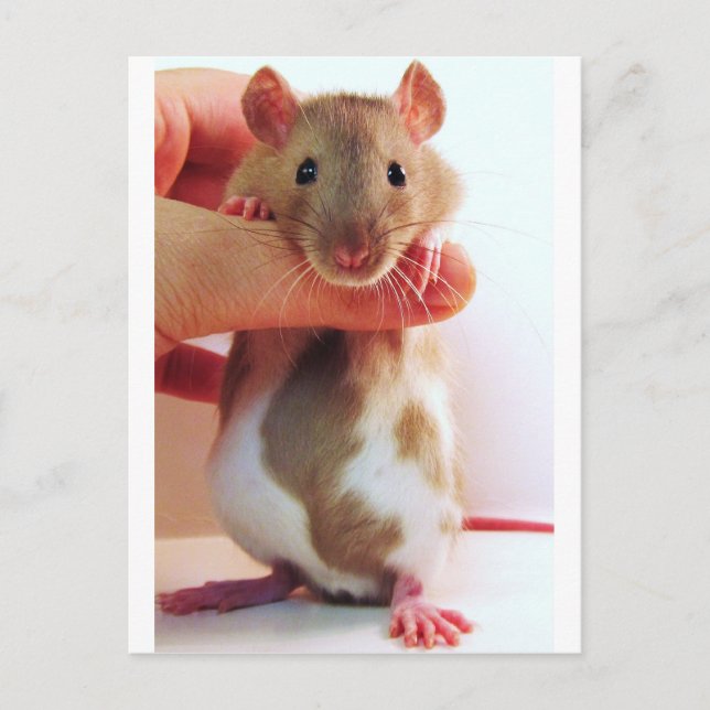 It's a little different Down Under Rattie Postcard (Front)
