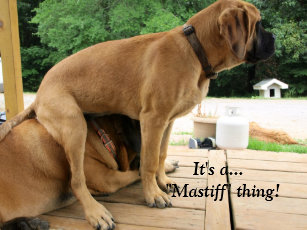 english mastiff gifts on